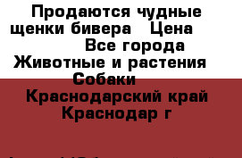 Продаются чудные щенки бивера › Цена ­ 25 000 - Все города Животные и растения » Собаки   . Краснодарский край,Краснодар г.